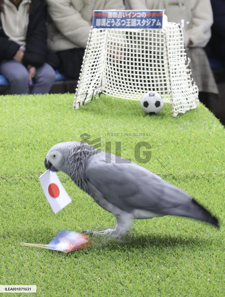 Football: Parrot predicts World Cup game