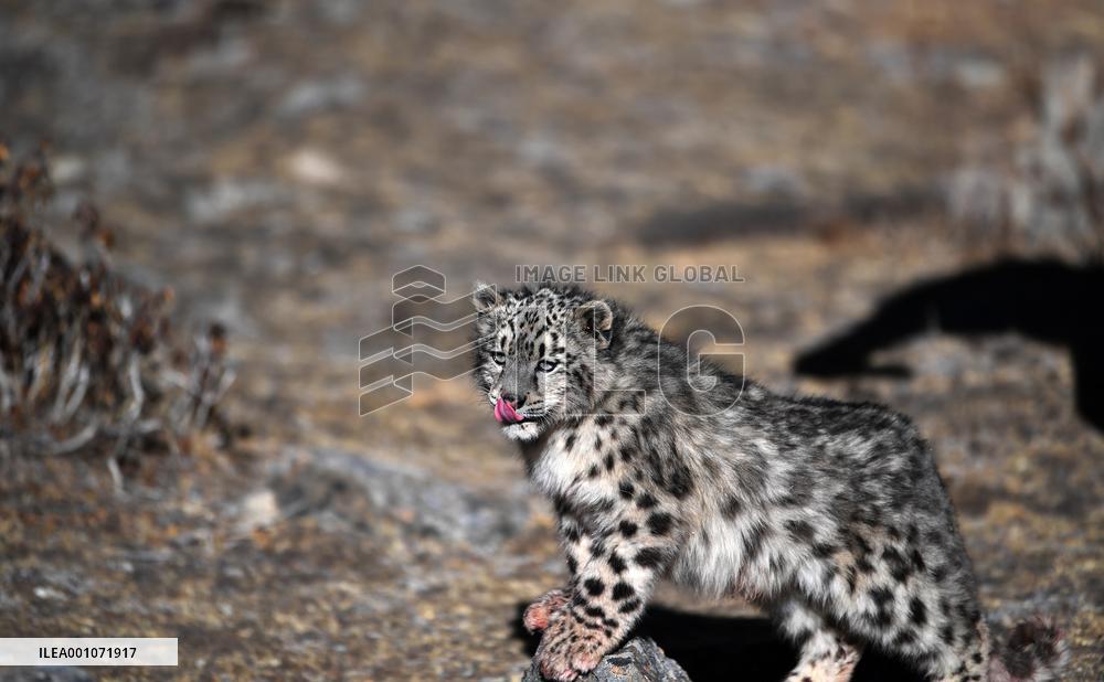 CHINA-TIBET-LHASA-SNOW LEOPARD CUB-RELEASING (CN)