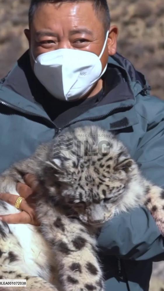Snow leopard cub released into wild in China's Tibet