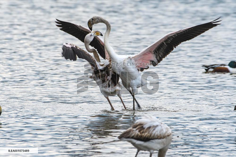 ISRAEL-HULA VALLEY-GREATER FLAMINGO