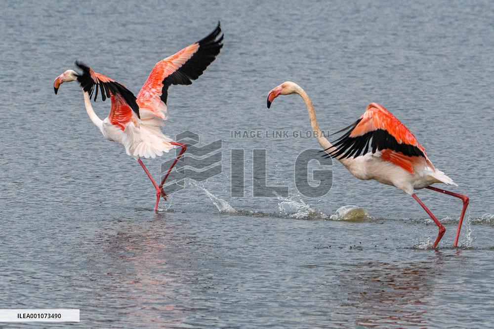 ISRAEL-HULA VALLEY-GREATER FLAMINGO