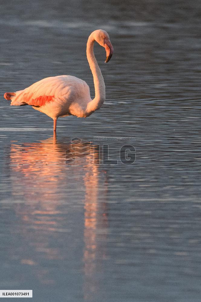 ISRAEL-HULA VALLEY-GREATER FLAMINGO