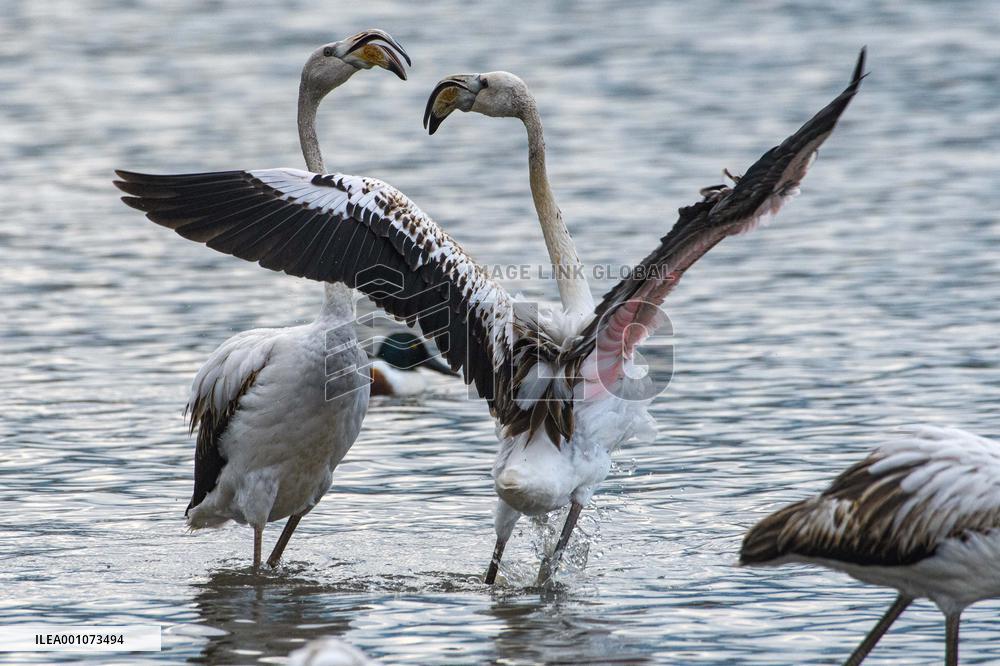 ISRAEL-HULA VALLEY-GREATER FLAMINGO