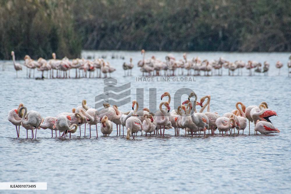 ISRAEL-HULA VALLEY-GREATER FLAMINGO