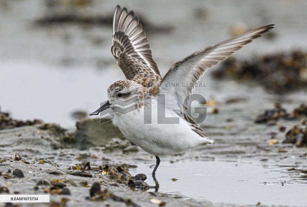 CHINA-HAINAN-DANZHOU-WETLAND-SPOON-BILLED SANDPIPER (CN)