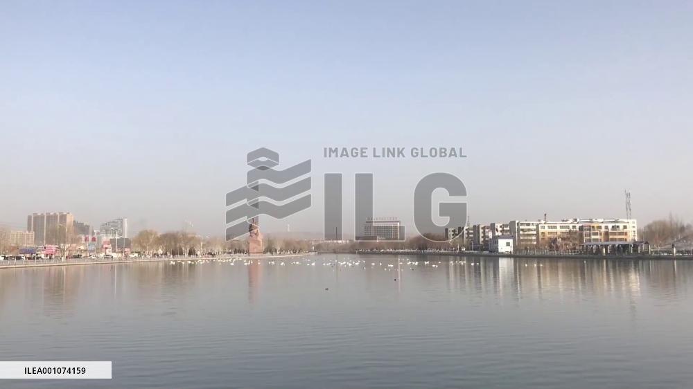 Wild swan protection in Korla in China's Xinjiang