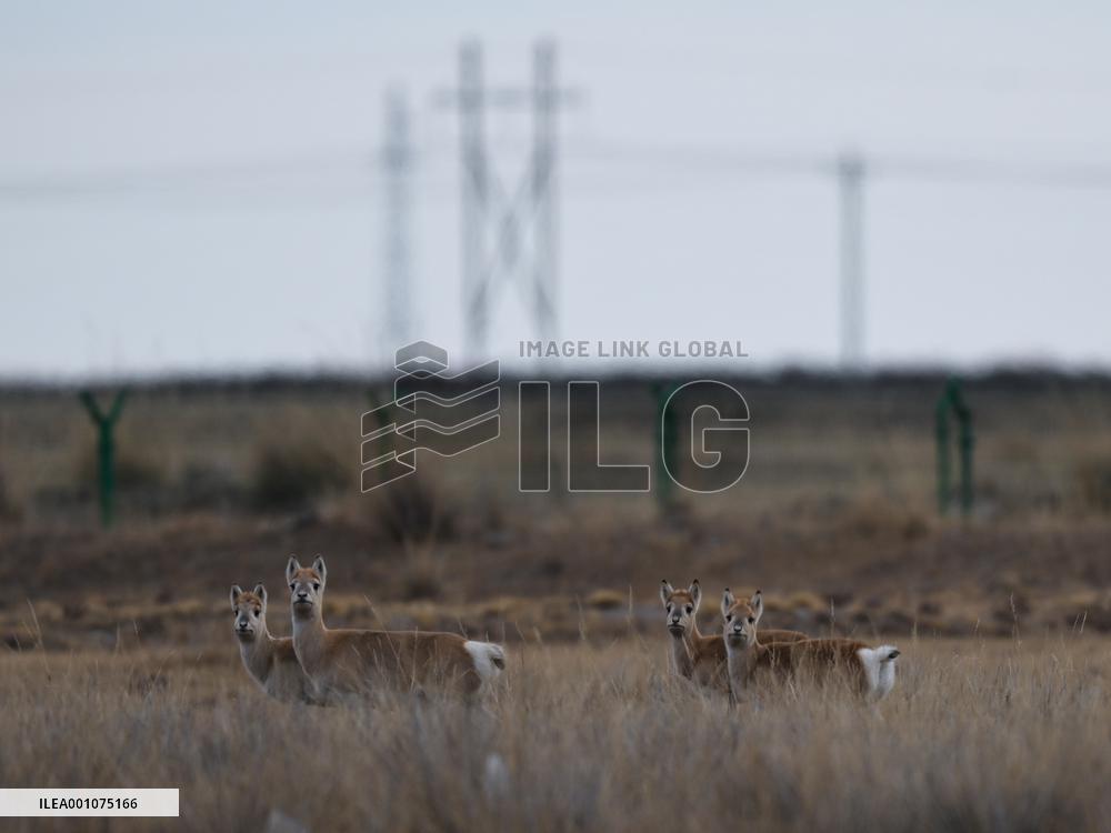 CHINA-QINGHAI-QINGHAI LAKE (CN)