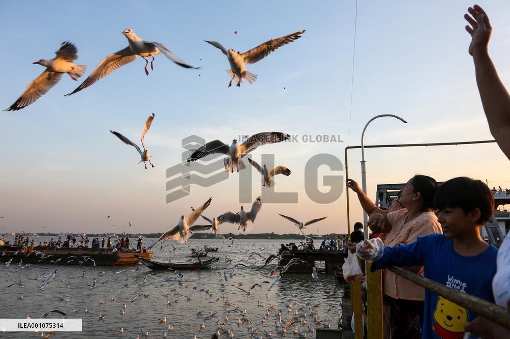 MYANMAR-YANGON-SEAGULLS