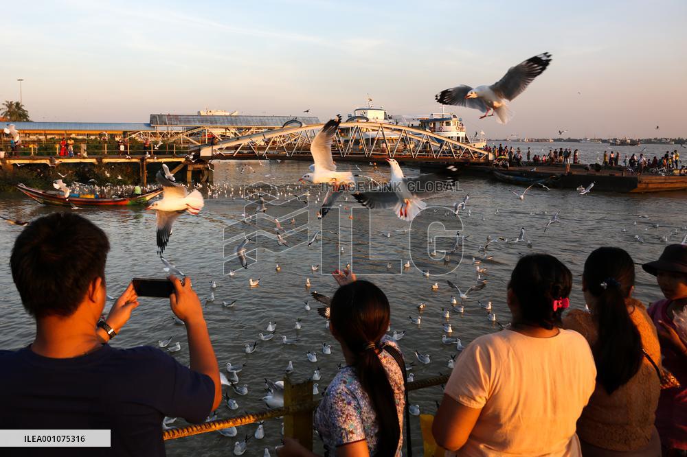 MYANMAR-YANGON-SEAGULLS