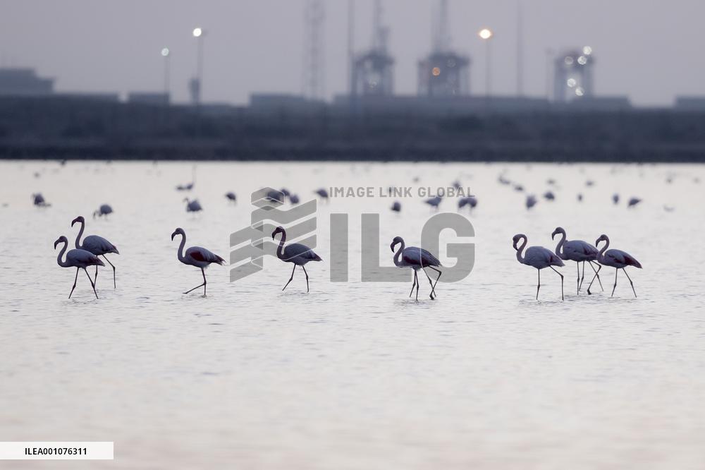 EGYPT-PORT SAID-NATURE RESERVE-FLAMINGOES
