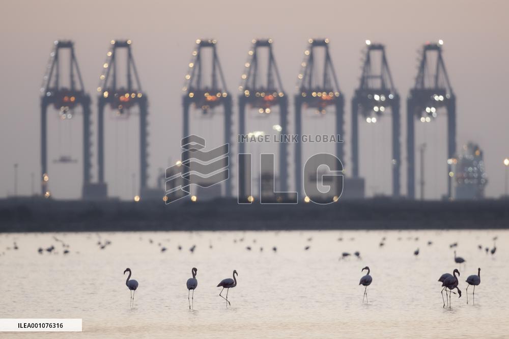 EGYPT-PORT SAID-NATURE RESERVE-FLAMINGOES