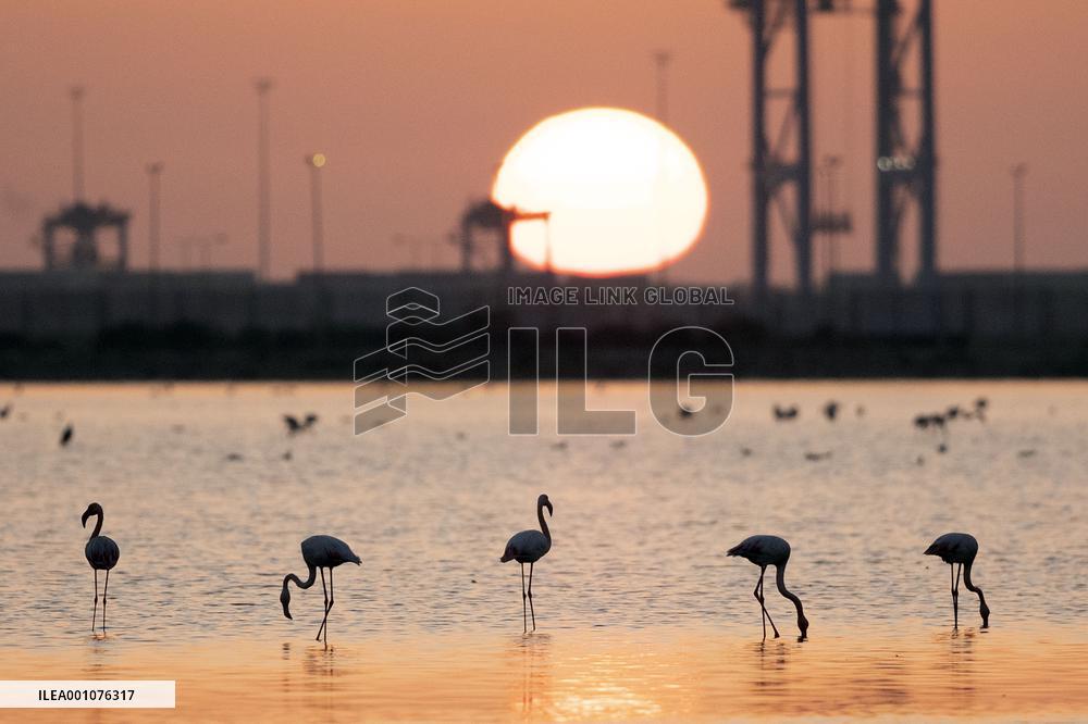 EGYPT-PORT SAID-NATURE RESERVE-FLAMINGOES