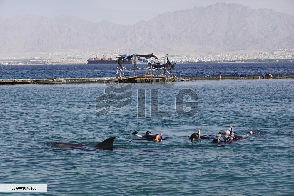 ISRAEL-EILAT-RED SEA-DOLPHIN REEF
