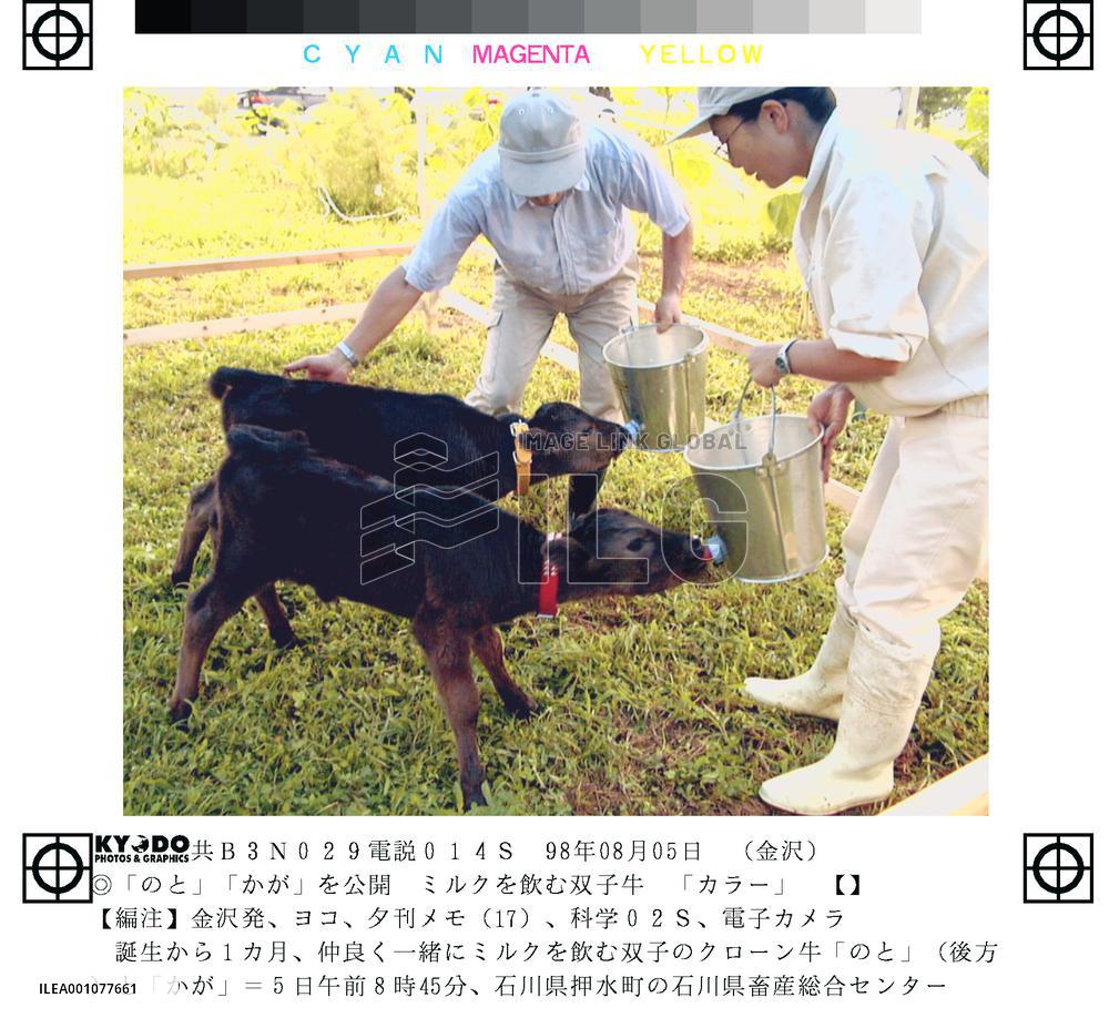 World's first cloned twin calves