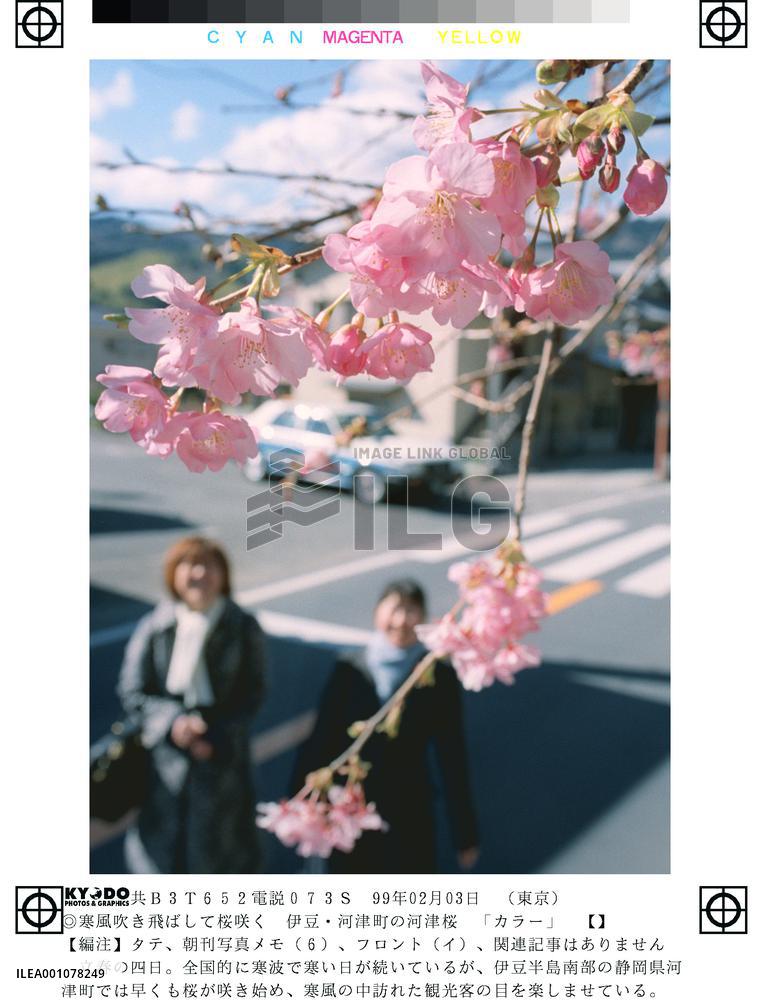Cherry trees bloom in Izu