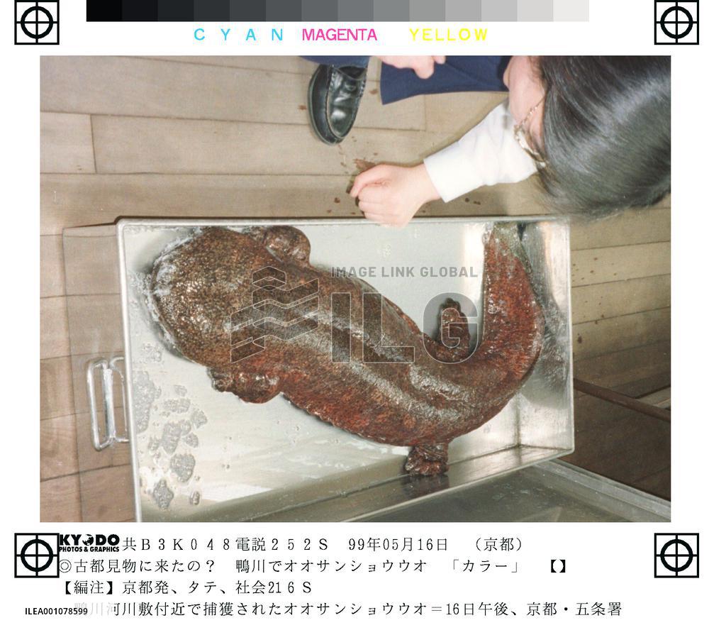 1.2 meter salamander found in Kyoto