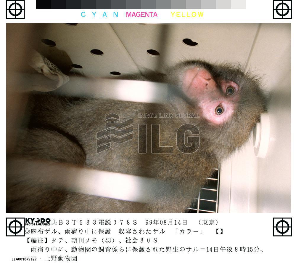 Wild monkey captured in downtown Tokyo