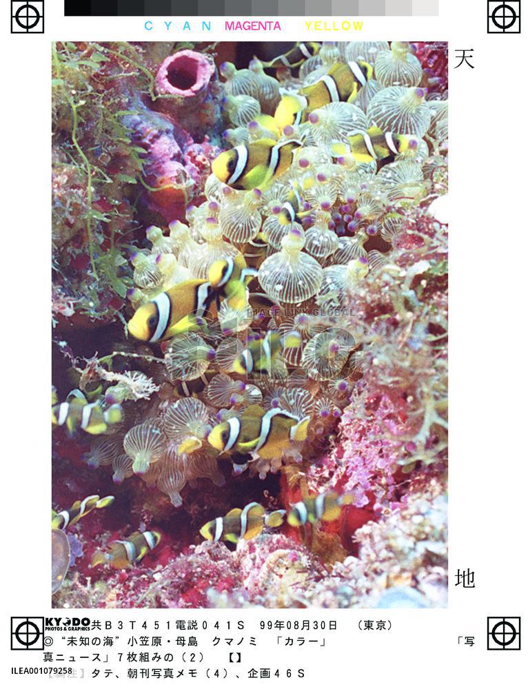 Anemone fish living in shade of rocks