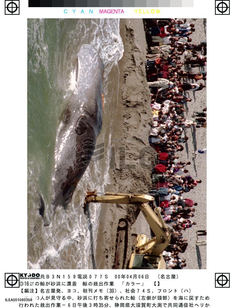 Pacific resort town battles to save beached whale