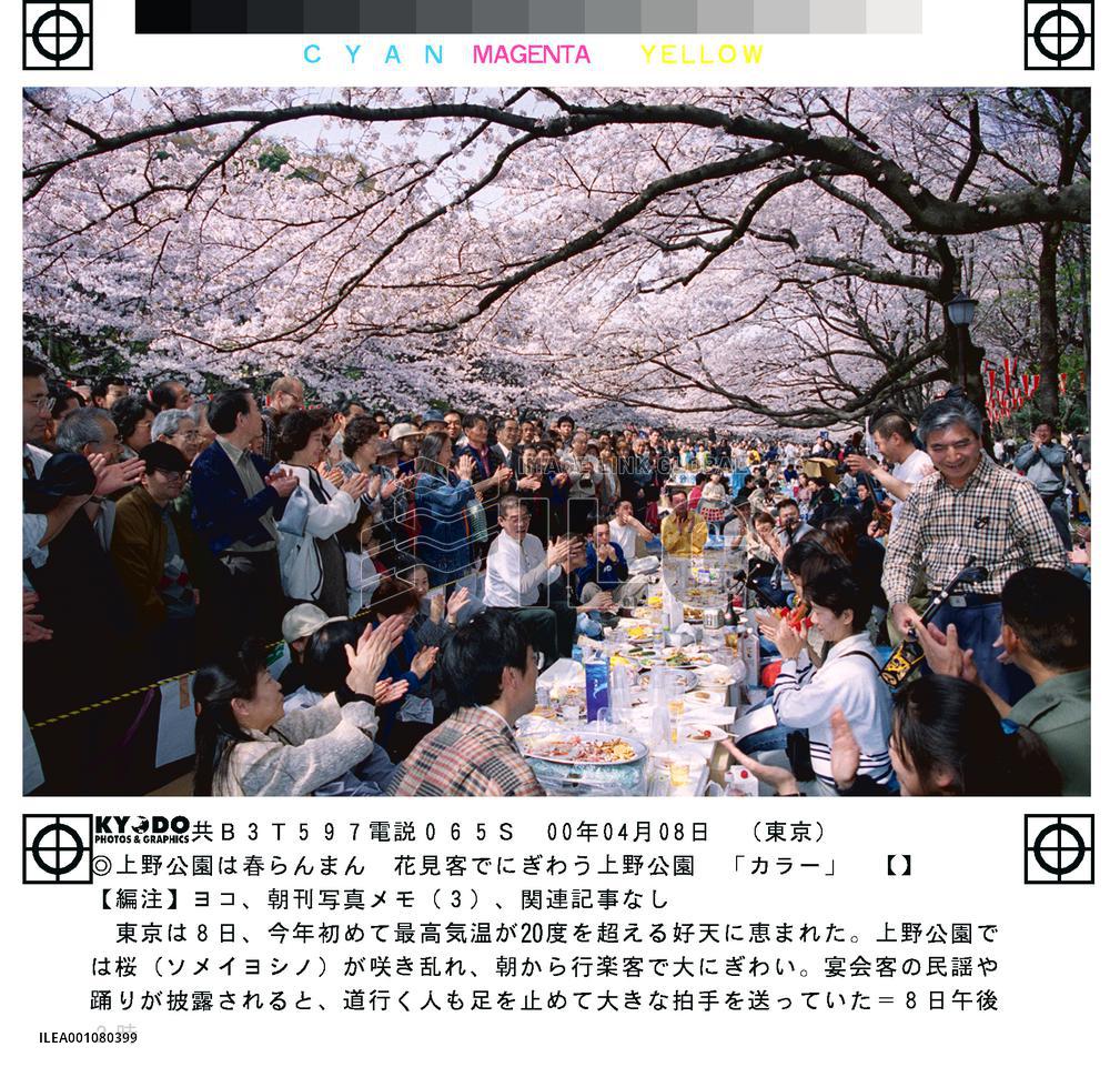 Tokyoites celebrate 'hanami' at Ueno Park