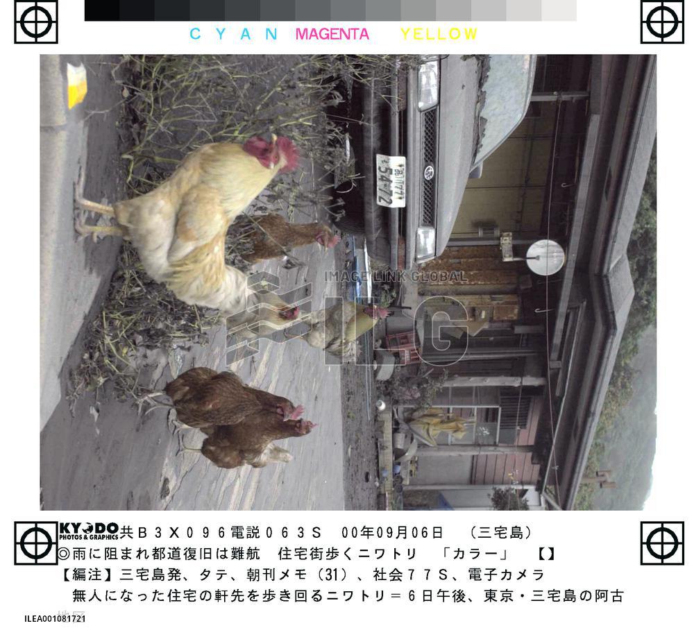 Chicken walk around on deserted Miyakejima Island