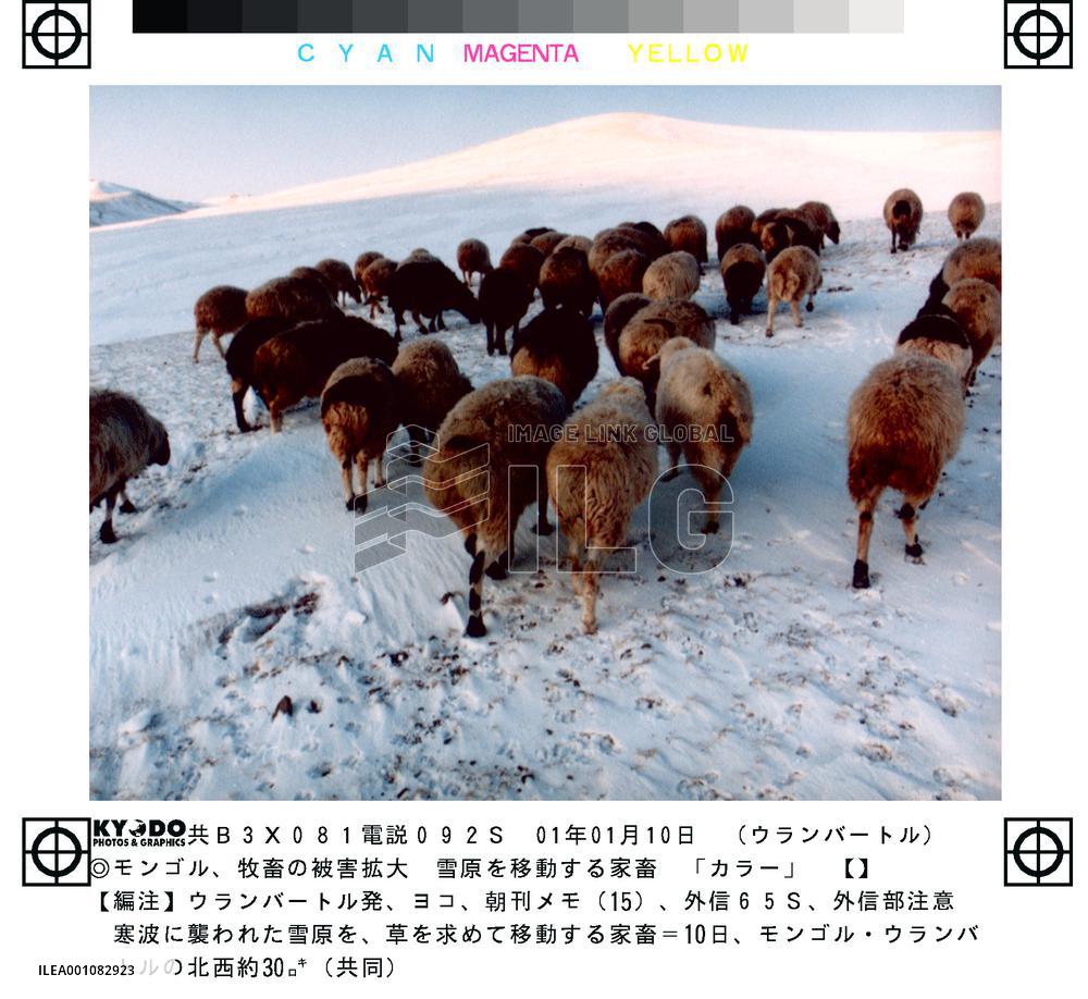 More animals die in Mongolia's worsening winter disaster
