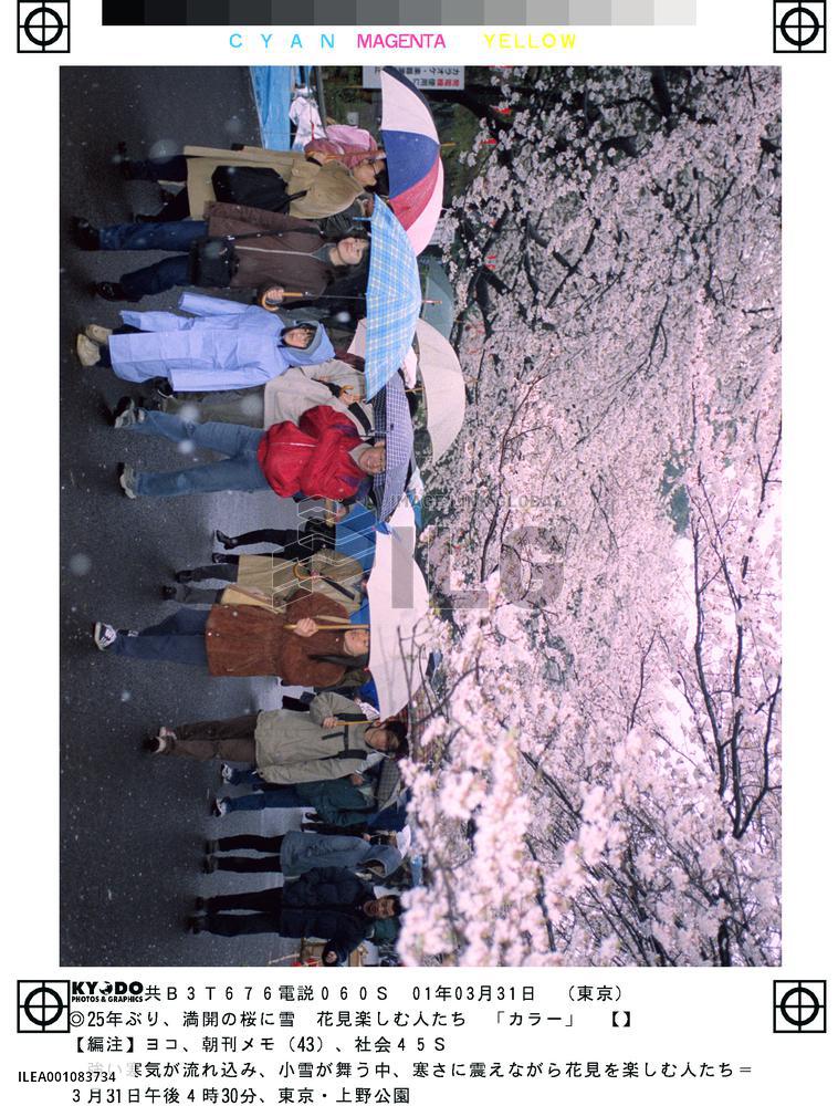 Snow falls on cherry blossoms