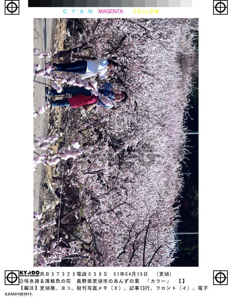 Apricot flowers in full bloom in Nagano