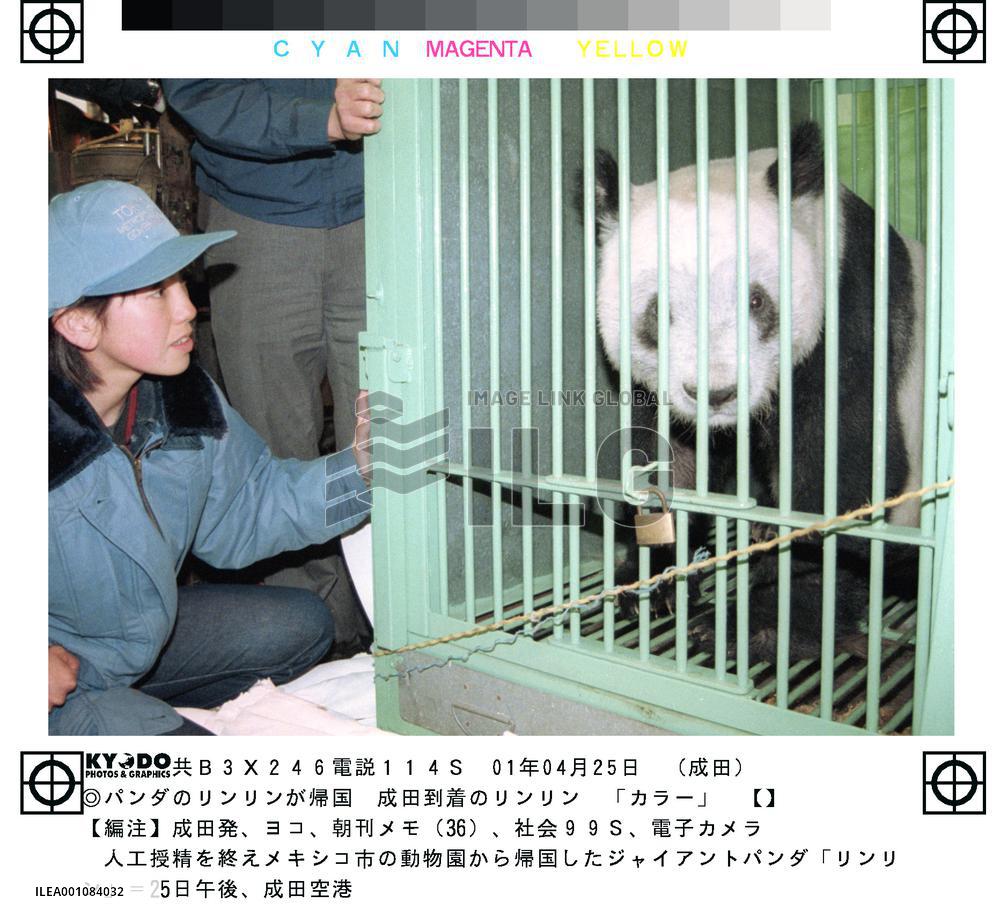 Giant panda Ling Ling returns after mating mission