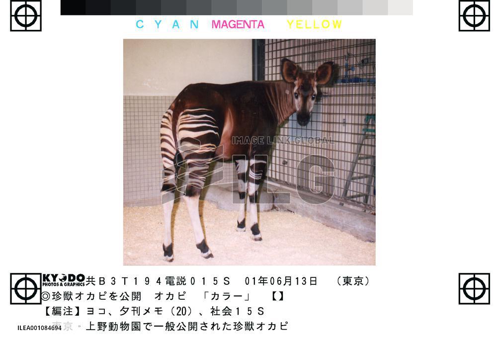 Rare okapi makes public debut at Tokyo's Ueno Zoo