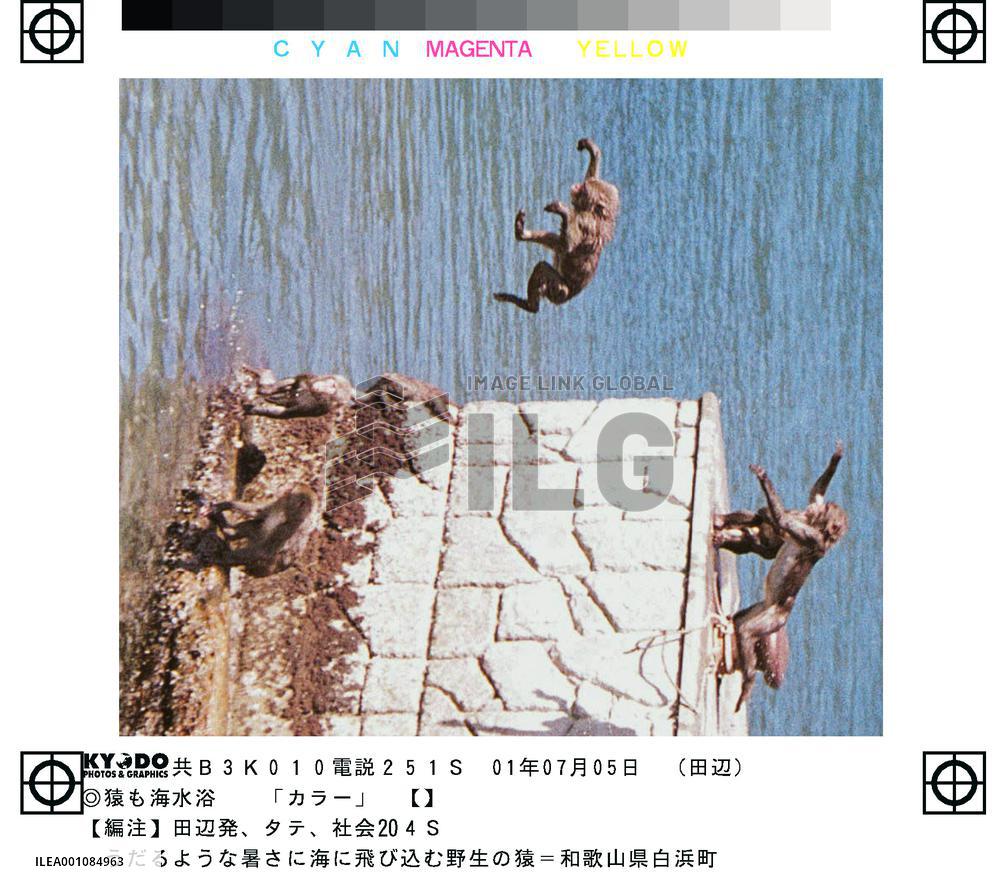 Heat wave sends Wakayama wild monkeys to ocean