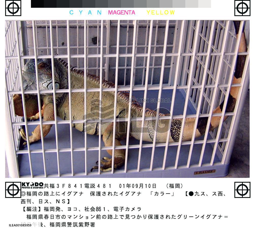 1.2-meter long iguana found on street in Fukuoka Pref.