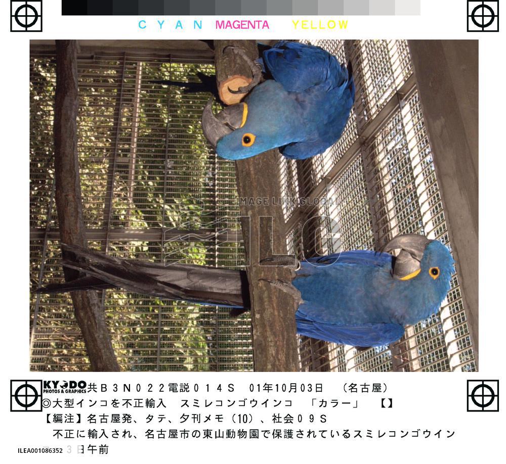 2 nabbed over smuggling of endangered parrots