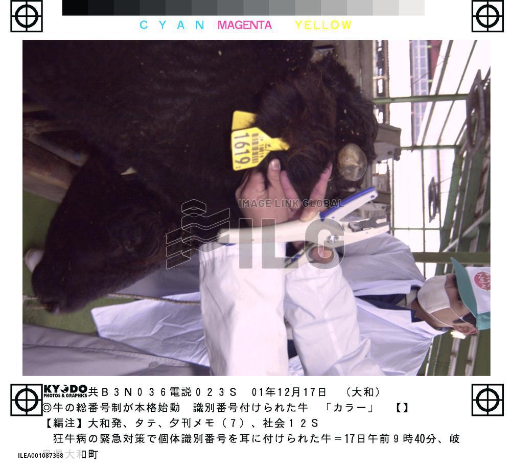 Farm ministry begins tagging all cows to combat mad cow disease