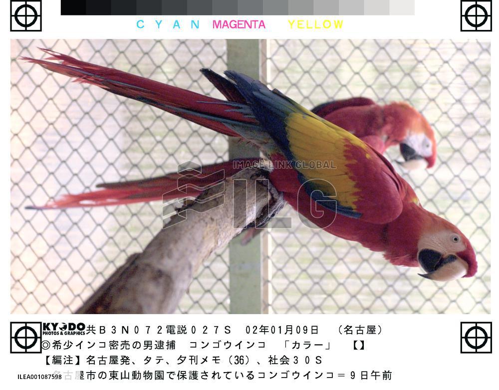 Tokyo man arrested for allegedly selling rare macaws