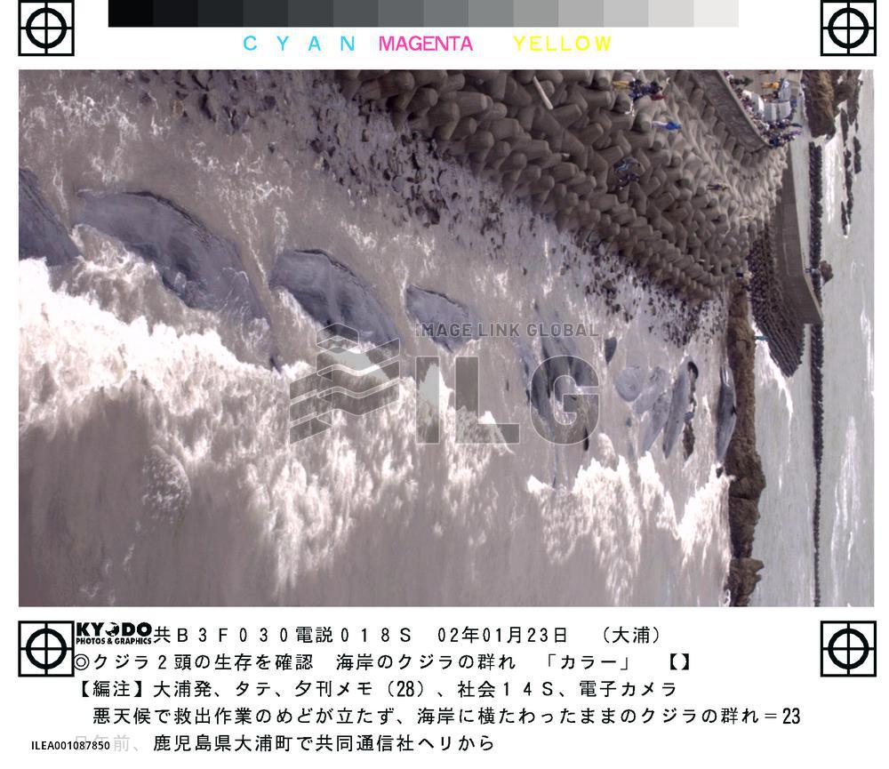 2 of 14 beached whales still alive