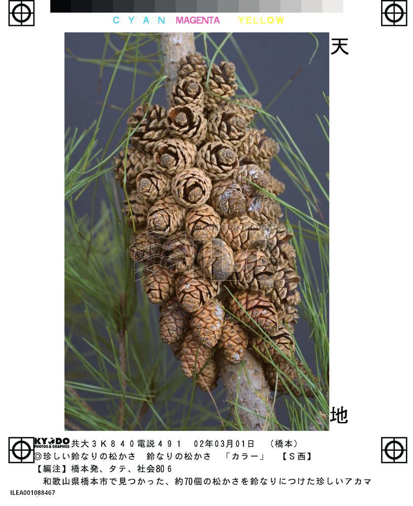 Red pine holding some 70 cones found