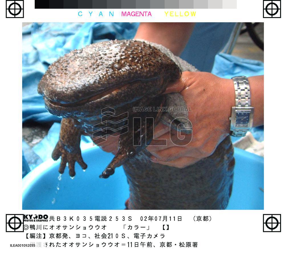 Salamander found near Kamo River