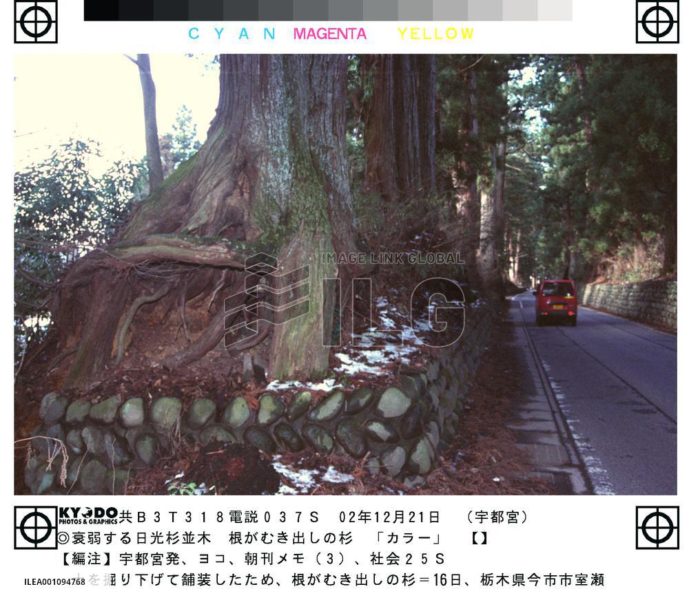 (1)World's longest tree-lined avenue in Tochigi under threat