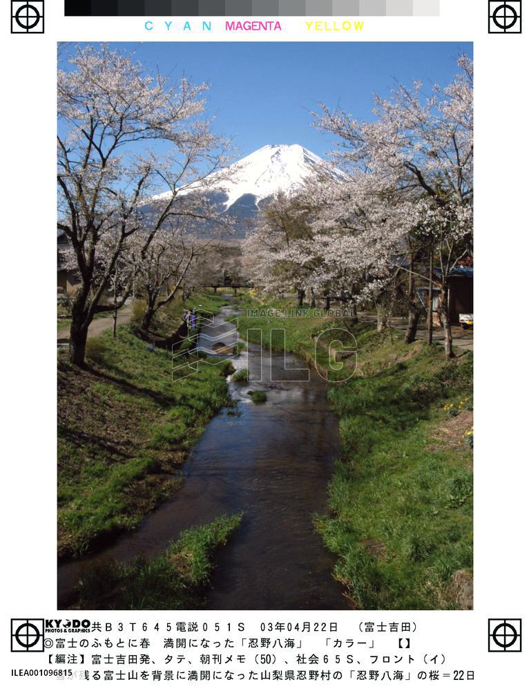 Cherry blossoms out at foot of Mt. Fuji
