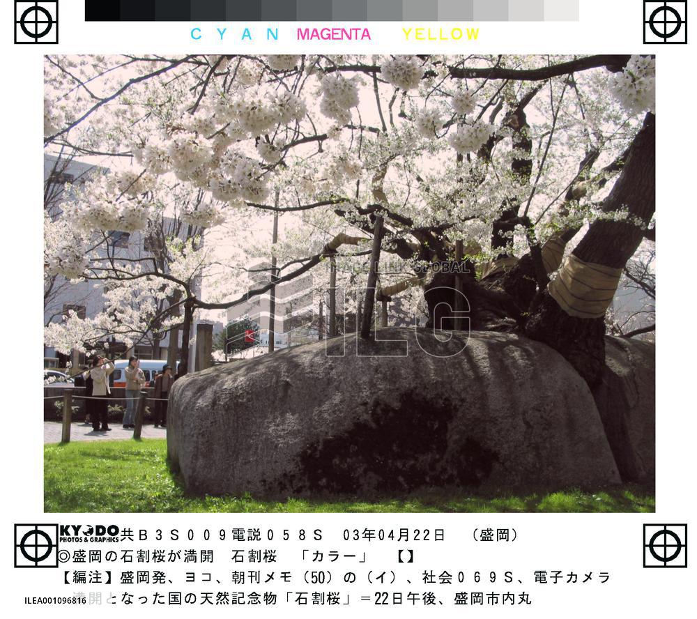 'Stone-breaking' cherry tree blossoming