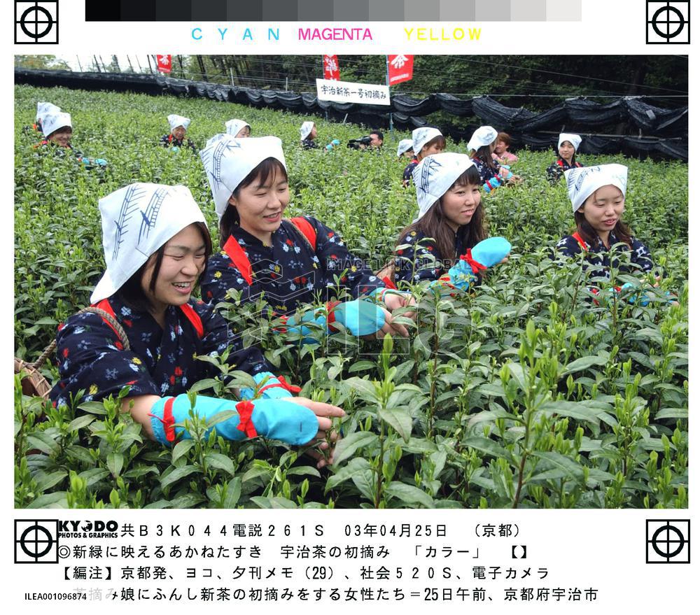 Tea picking season begins