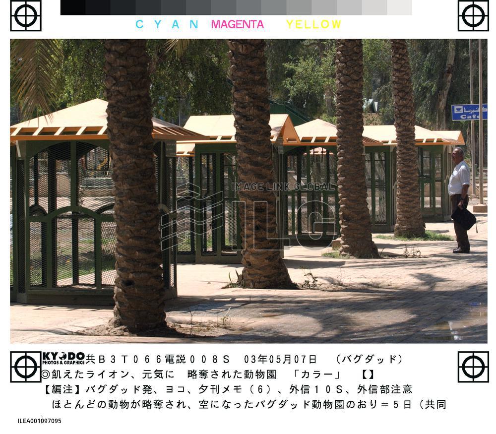 (2)Baghdad zoo looted