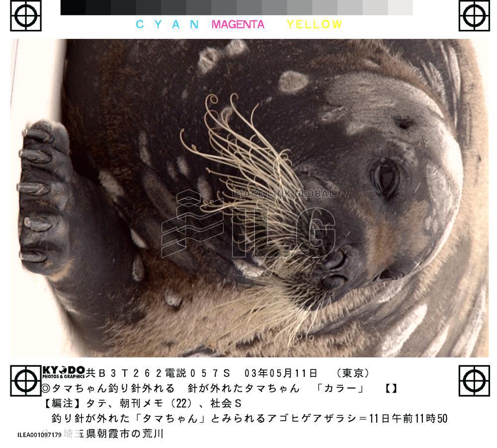 Fishing hook stuck in Tama-chan's face gone