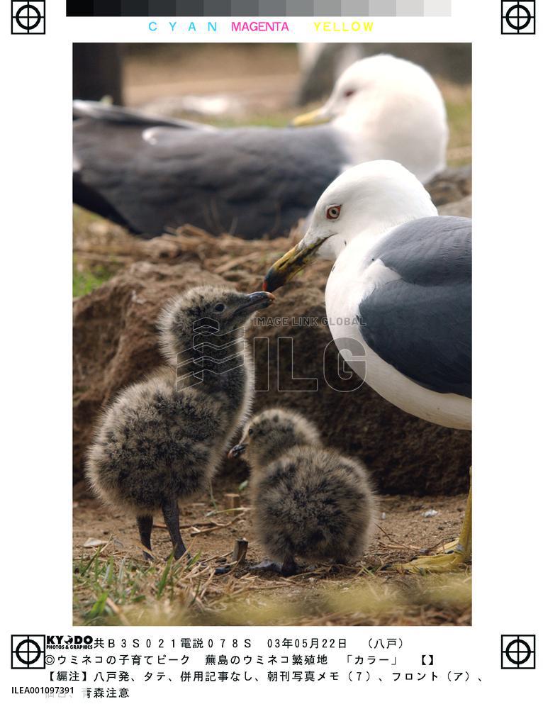 Black-tailed gulls rear babies in Aomori
