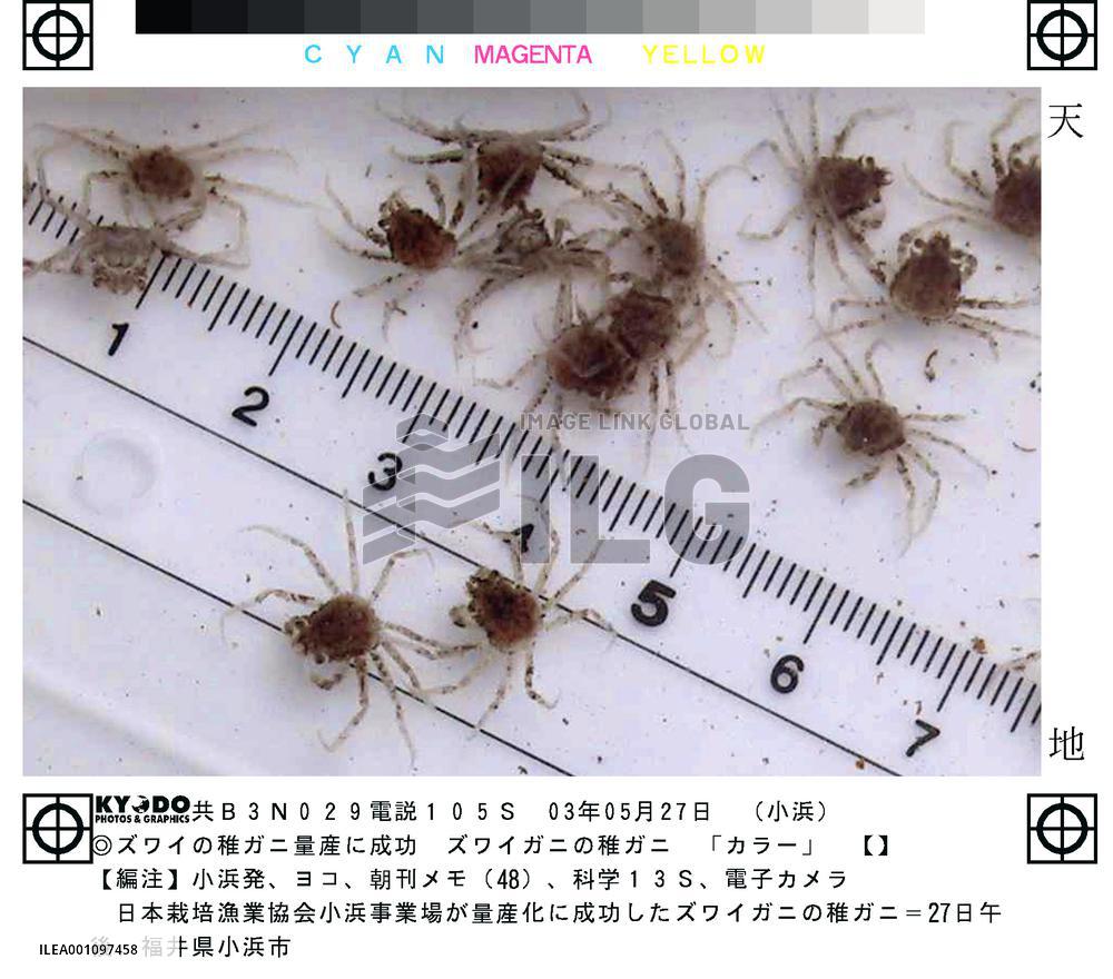 Japan fishery farm succeeds in hatching snow crab