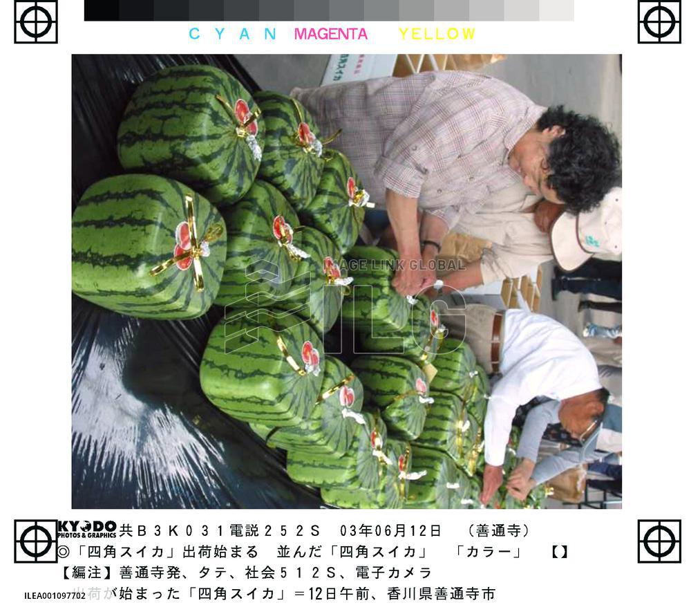 Shipment of square watermelons begins in Kagawa