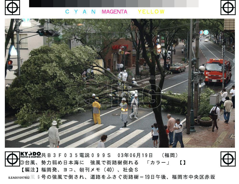 Tree felled in Fukuoka by typhoon's strong winds
