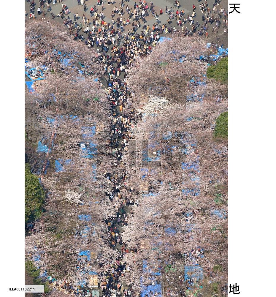 (2)Cherry blossoms out at Tokyo's Ueno Park
