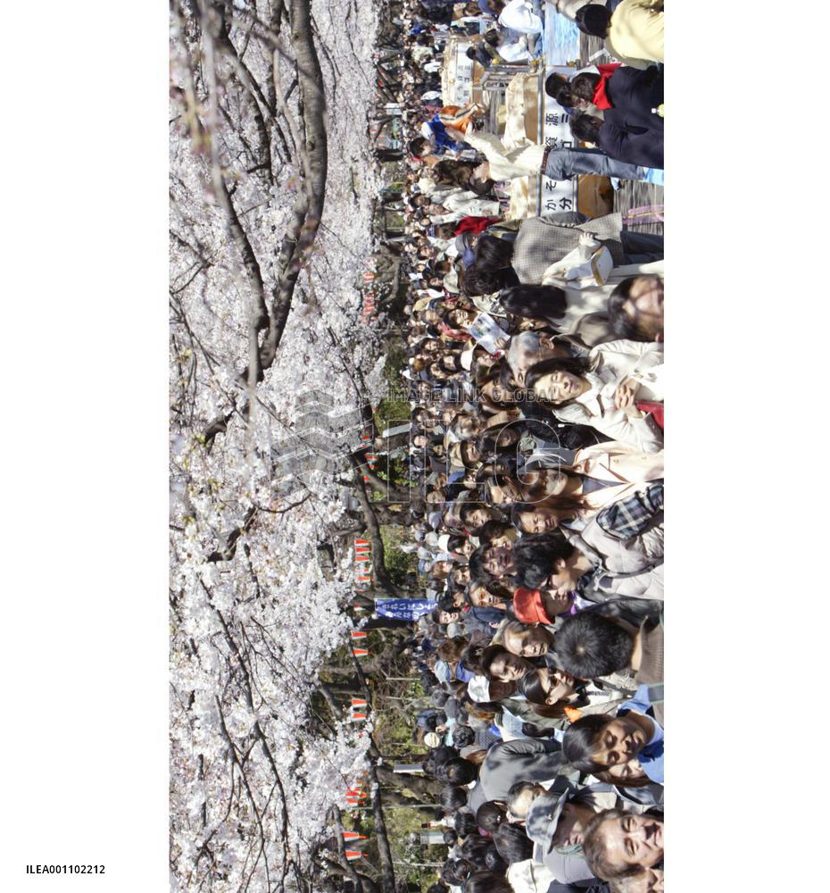 (3)Cherry blossoms out at Tokyo's Ueno Park